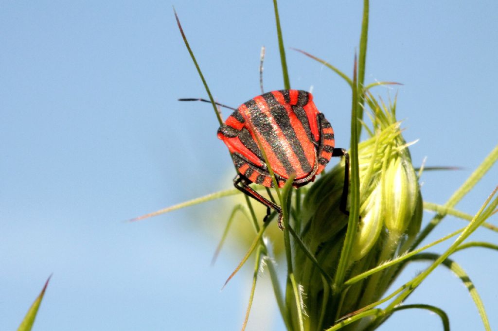 Graphosoma lineatum italicum del Piemonte (TO)